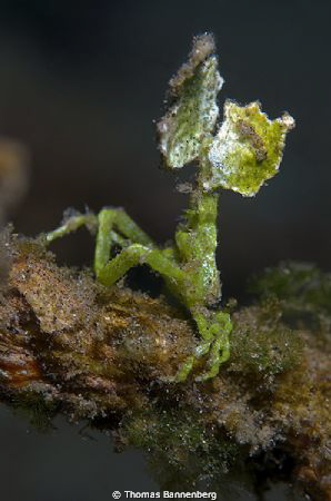 Spider crab with Halimeda Leaf

NIKON D7000 in a Seacam... by Thomas Bannenberg 