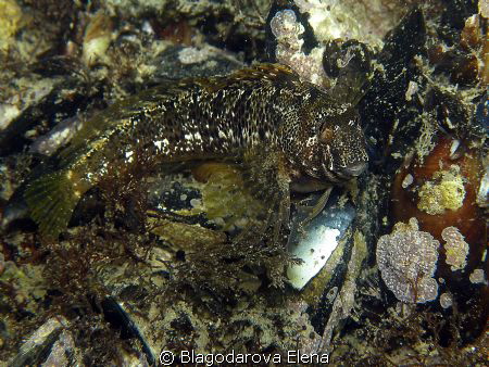 Blenny by Blagodarova Elena 