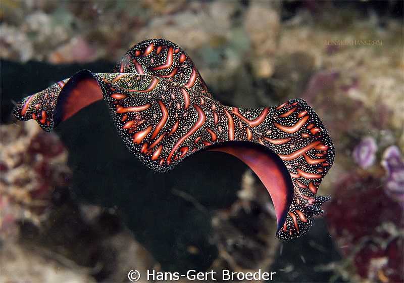 Persian Carpet Flatworm 
Bunaken,Sulawesi,Indonesia, Bun... by Hans-Gert Broeder 