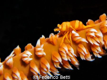 Black coral shrimp, Pontonides unciger, well camouflaged. by Federico Betti 