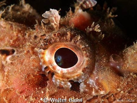 the eye by Walter Bassi 