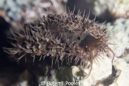 I have no idea what this is.  It was travelling pretty fa... by Robert Pooley 