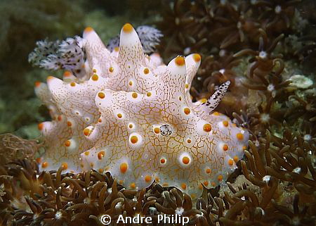 Helgerda Batangas by Andre Philip 