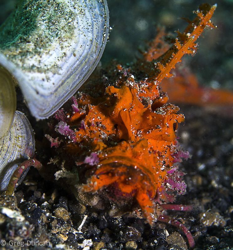 Red scorpionfish by Greg Duncan 