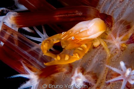 Tiny porcelain crab by Bruno Van Saen 