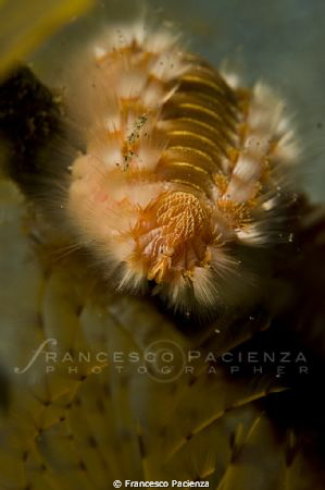 Fireworm portrait's. by Francesco Pacienza 