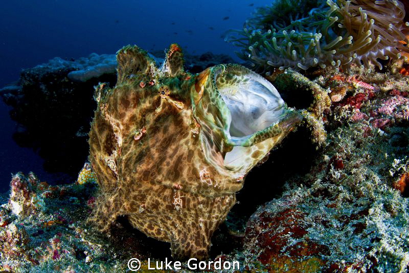 Giant Frogfish having a yawn, using the tokina and teleco... by Luke Gordon 