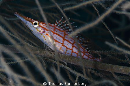 hawkfish

NIKON D7000 in a Seacam "Prelude" uw housing,... by Thomas Bannenberg 