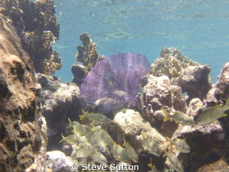 used a compact mini sealife camera by Steve Sutton 