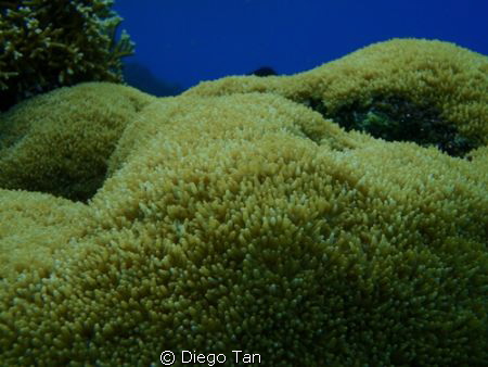 yellow by Diego Tan 