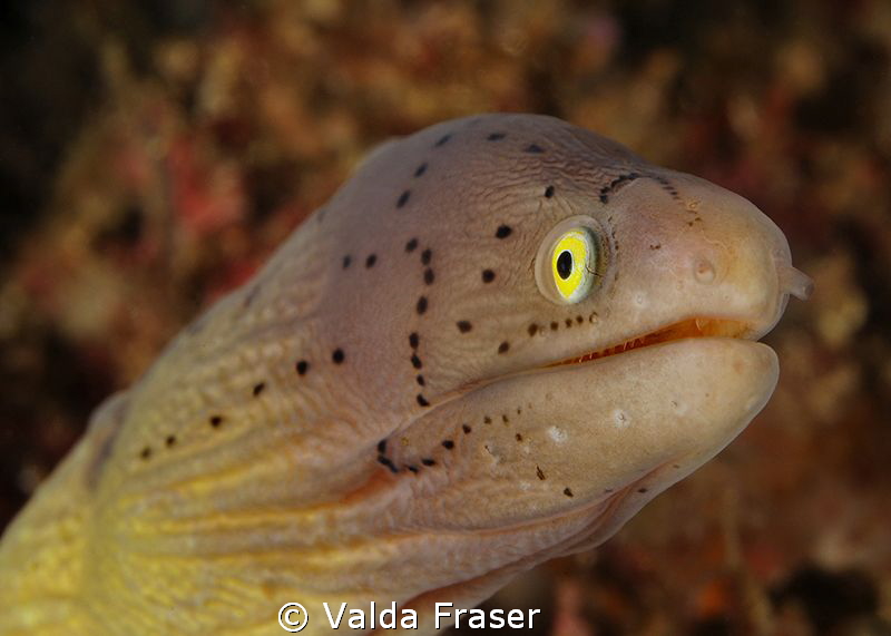 Geometric moray. by Valda Fraser 