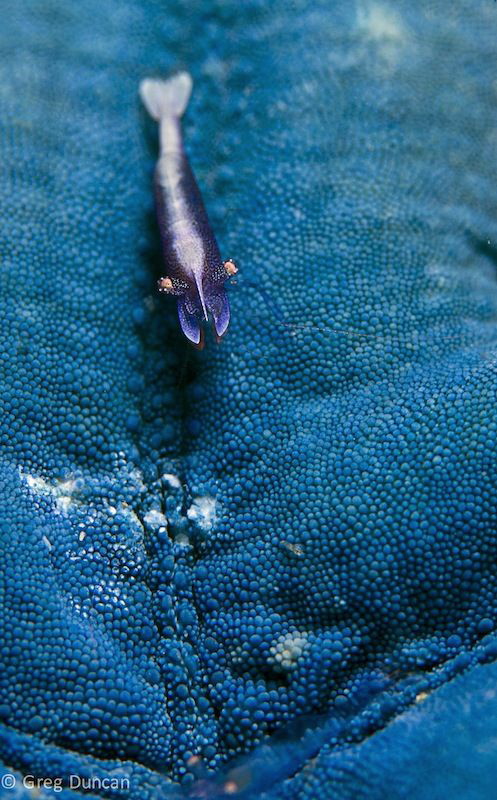 Blue on Blue by Greg Duncan 