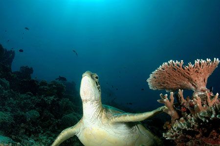 Getting ready to swim up.
sipadan,sabah,borneo. by Frankie Tsen 