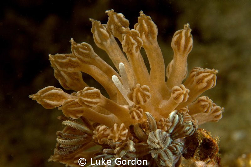 Phyllodesmium rudmani, a perfect mimic of its host! Proba... by Luke Gordon 