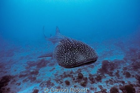 Whale Shark approaching!  This was my first photosession ... by Damon Rickett 