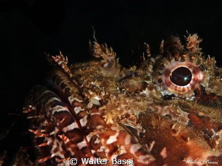 I see you by Walter Bassi 