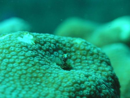 Peek-a-Boo: 1 cm Secretary Blenny popping up to say hello... by Matt Hogan 