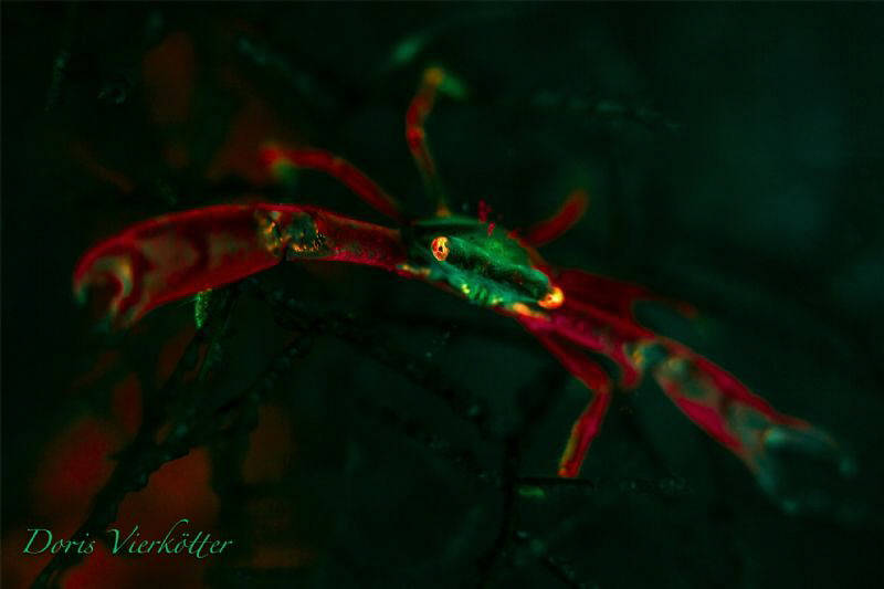 Fluo Dive Crab by Doris Vierkötter 