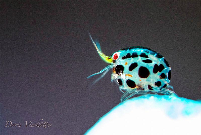 Lady Bug by Doris Vierkötter 