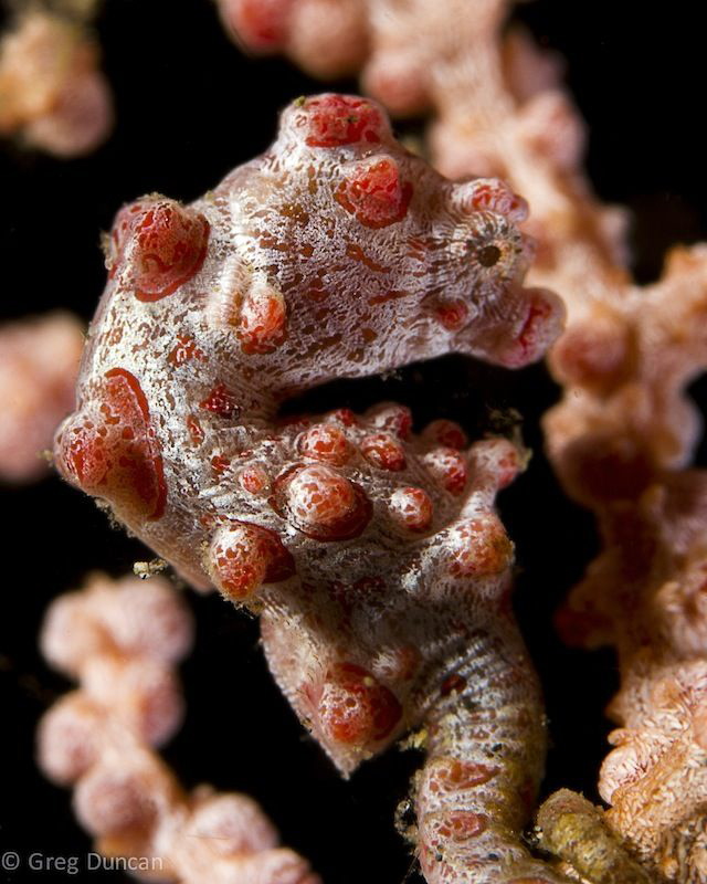 Pigmy Seahorse Lembeh.
 by Greg Duncan 