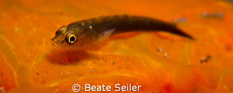 Small Blennie by Beate Seiler 