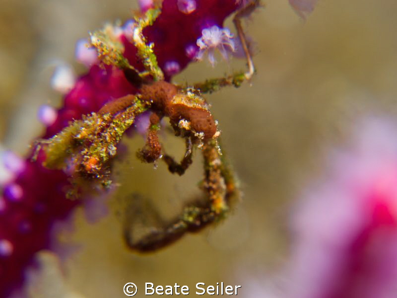 very small crab by Beate Seiler 