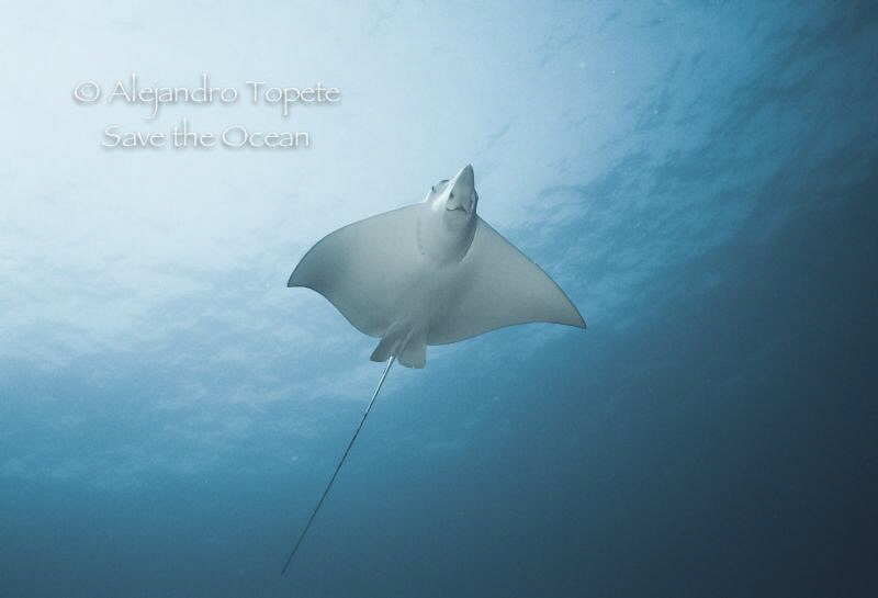 Eagle Ray encounter, Cozumel Mexico by Alejandro Topete 