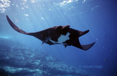 Manta Baja California by Steven Hajic 
