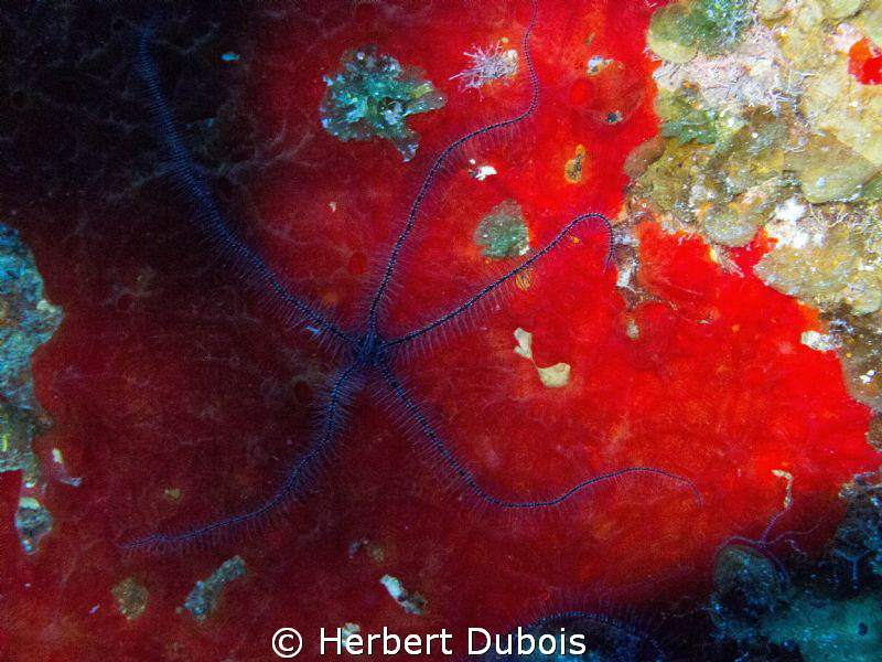 Brittle Star by Herbert Dubois 