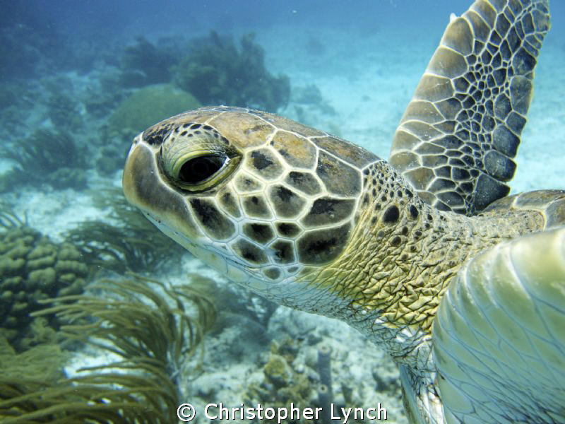 green turtle by Christopher Lynch 
