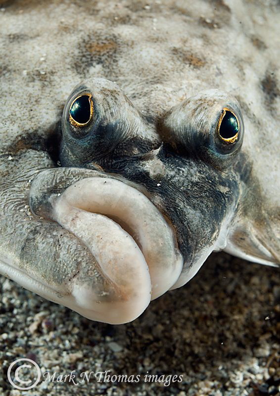 Plaice Face. by Mark Thomas 
