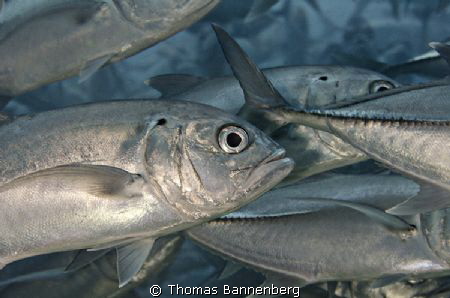 in the jackfish swarm

NIKON D7000 in a Seacam "Prelude... by Thomas Bannenberg 