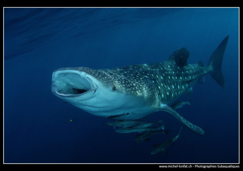 Great encounters... :O).. by Michel Lonfat 