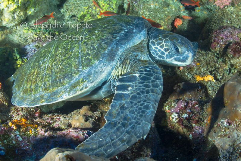 Green Turtle Resting, Galapagos Ecuador by Alejandro Topete 