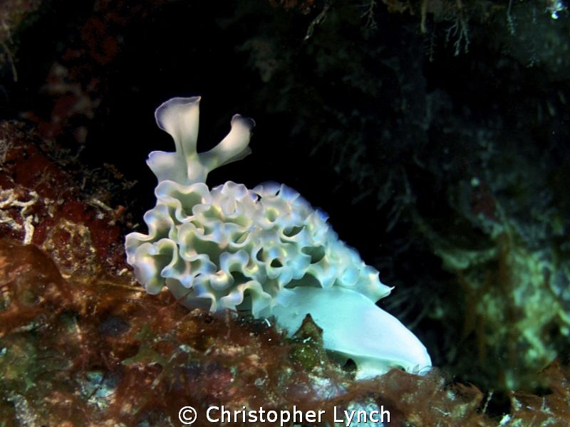 sea lettuce... by Christopher Lynch 