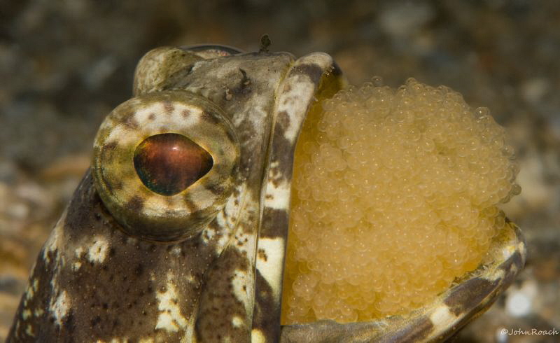 Now that's a mouth full! by John Roach 