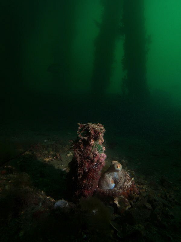 Octopus tetricus, Chowder Bay by Doug Anderson 