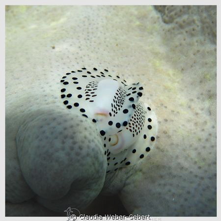 egg cowry by Claudia Weber-Gebert 