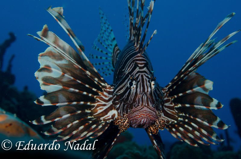 lionfish by Eduardo Nadal 