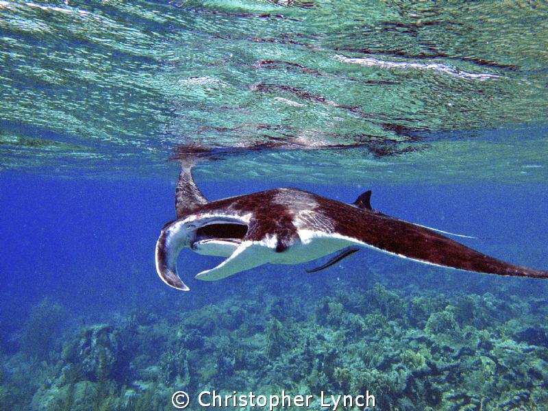 The manta went north ... and came back south...12ft of wa... by Christopher Lynch 