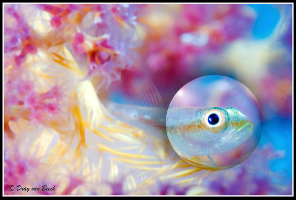 Bubble bokeh by Dray Van Beeck 