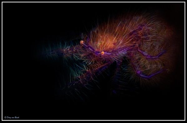 Scary hairy by Dray Van Beeck 
