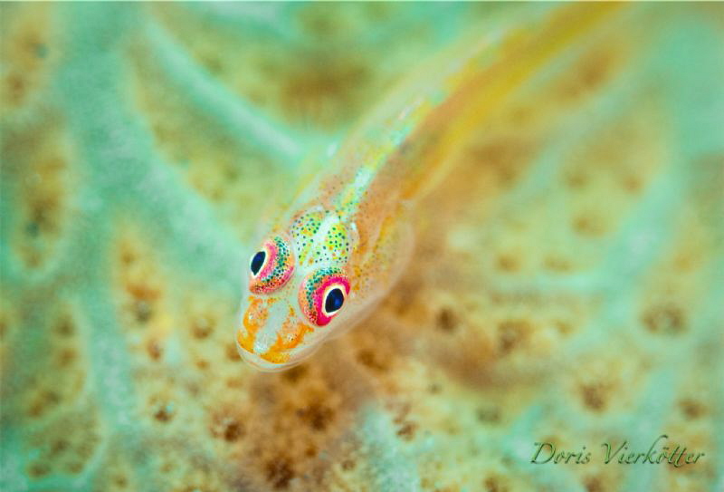 sponchgoby by Doris Vierkötter 