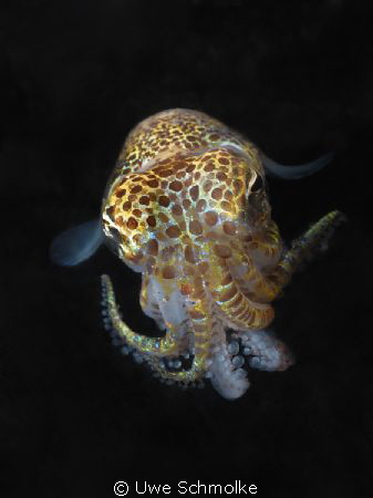 Bobtail -
This tiny beauty (Bobtail Squid or lat. Euprym... by Uwe Schmolke 