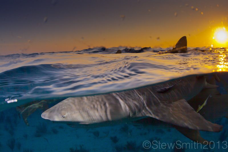 Lemons at dusk by Stew Smith 
