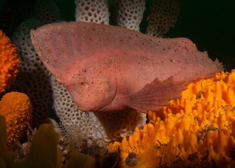 Red Indian Fish, Bare Island by Doug Anderson 