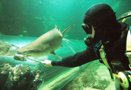 Shark Feed. Nikon D70 14mm lens by Grant Kennedy 