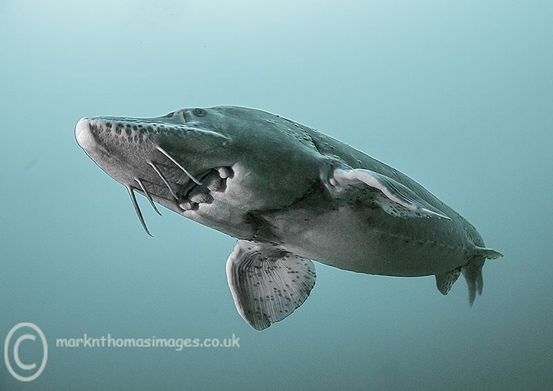Sturgeon. by Mark Thomas 