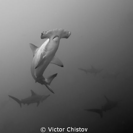Rendez-vous.
Malpelo (Colombia)
Nikon D700, Nikkor 16-3... by Victor Chistov 