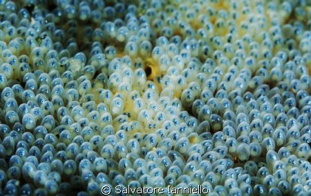 Eggs and Eggs by Salvatore Ianniello 